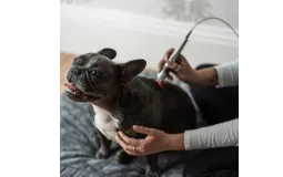 AquaPaws Canine Hydrotherapy