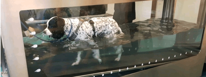 AquaPaws Canine Hydrotherapy