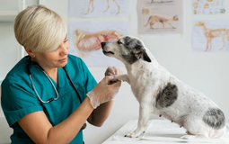 AquaPaws Canine Hydrotherapy