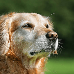 AquaPaws Canine Hydrotherapy