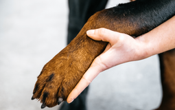 AquaPaws Canine Hydrotherapy
