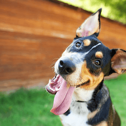 AquaPaws Canine Hydrotherapy