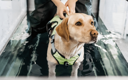 AquaPaws Canine Hydrotherapy