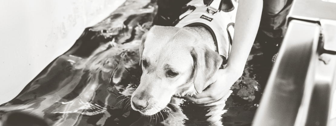 AquaPaws Canine Hydrotherapy