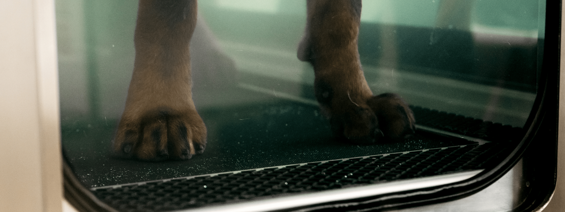 AquaPaws Canine Hydrotherapy