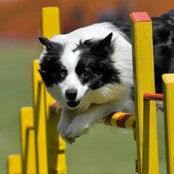 AquaPaws Canine Hydrotherapy
