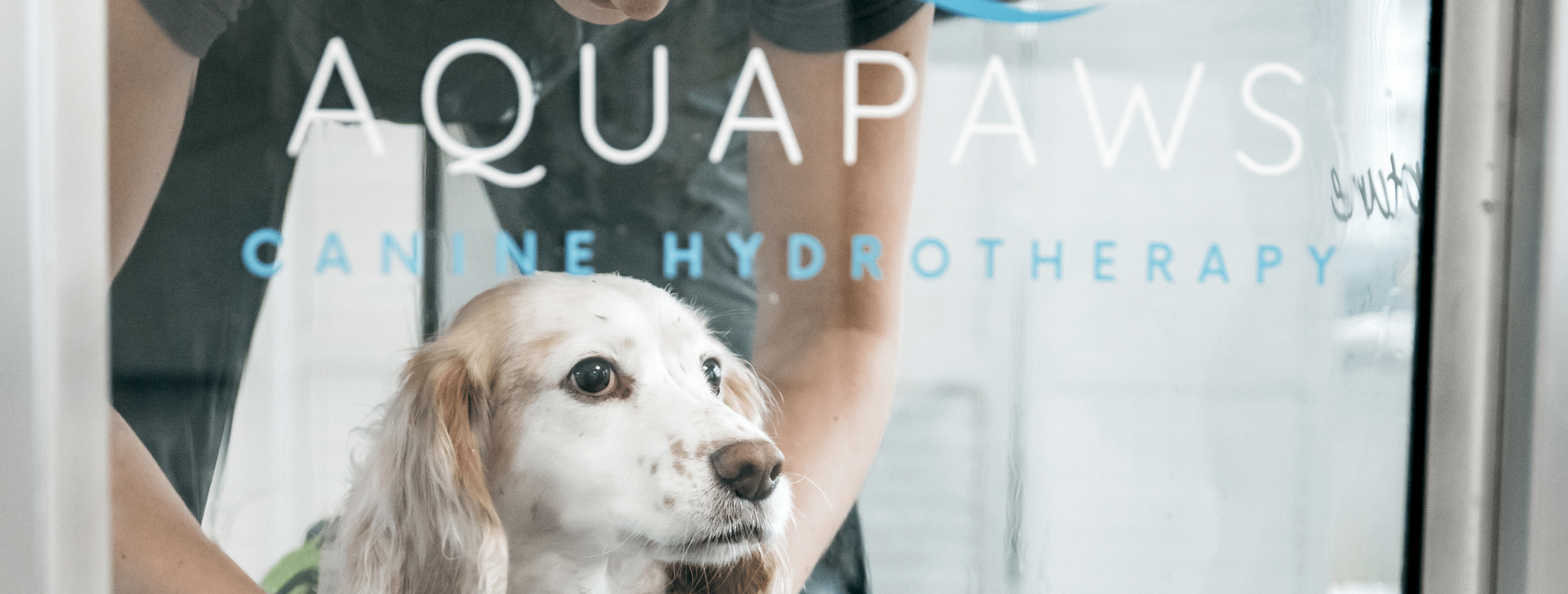 AquaPaws Canine Hydrotherapy