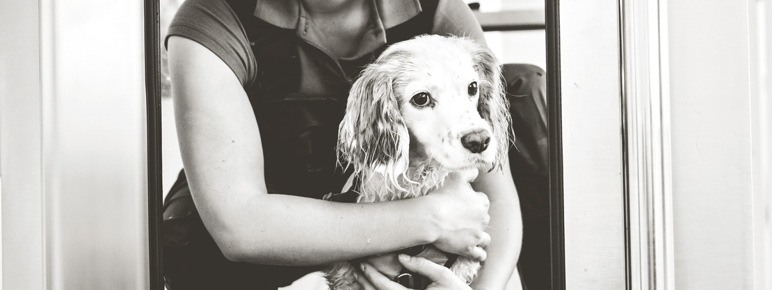 AquaPaws Canine Hydrotherapy